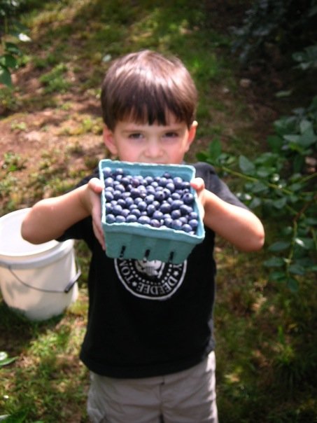 jack-blueberries jack-blueberries